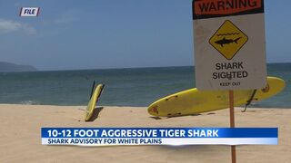 'Aggressive' Tiger shark spotted off White Plains Beach on Oahu's South Shore