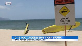 'Aggressive' Tiger shark spotted off White Plains Beach on Oahu's South Shore