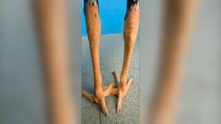 23 models of fried chicken legs