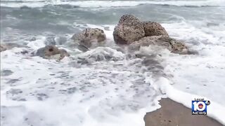 Big waves already spotted in Deerfield Beach as Tropical Storm Nicole nears Florida coast