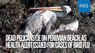 Dead pelicans lie on Peruvian beach, as health alert issued for cases of bird flu