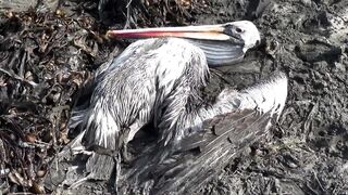 Dead pelicans lie on Peruvian beach, as health alert issued for cases of bird flu