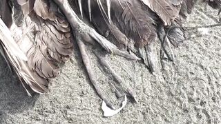 Dead pelicans lie on Peruvian beach, as health alert issued for cases of bird flu