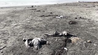 Dead pelicans lie on Peruvian beach, as health alert issued for cases of bird flu