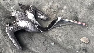 Dead pelicans lie on Peruvian beach, as health alert issued for cases of bird flu