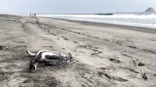 Dead pelicans lie on Peruvian beach, as health alert issued for cases of bird flu