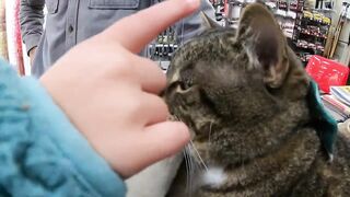 Meet Daniel, a celebrity feline who lives at a South Portland hardware shop