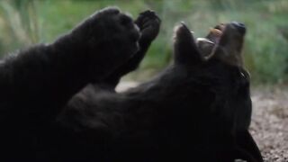 Cocaine Bear Official Trailer