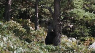 Oso vicioso - Trailer español