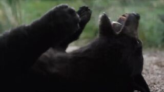 Cocaine Bear | Official Trailer [HD]