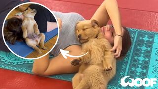 Can you Do Yoga With A Dog? What A Puppy Yoga Class Looks Like *Cuteness Overload*