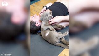 Can you Do Yoga With A Dog? What A Puppy Yoga Class Looks Like *Cuteness Overload*