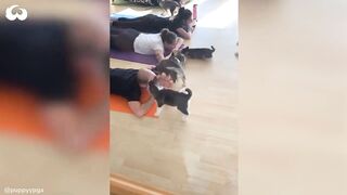 Can you Do Yoga With A Dog? What A Puppy Yoga Class Looks Like *Cuteness Overload*