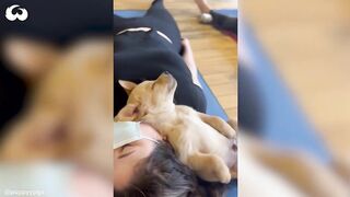 Can you Do Yoga With A Dog? What A Puppy Yoga Class Looks Like *Cuteness Overload*