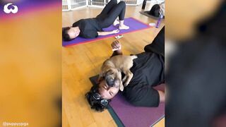 Can you Do Yoga With A Dog? What A Puppy Yoga Class Looks Like *Cuteness Overload*