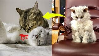 So funny cats compilation 2022 #26 || so funny cat videos ||