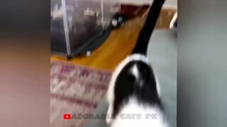 So funny cats compilation 2022 #26 || so funny cat videos ||