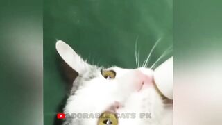 So funny cats compilation 2022 #26 || so funny cat videos ||