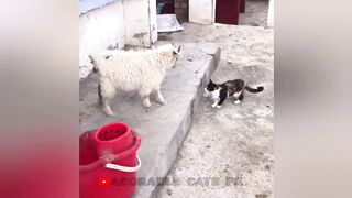 So funny cats compilation 2022 #26 || so funny cat videos ||