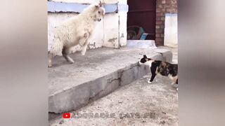 So funny cats compilation 2022 #26 || so funny cat videos ||