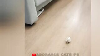 So funny cats compilation 2022 #26 || so funny cat videos ||