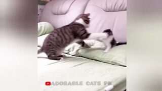 So funny cats compilation 2022 #26 || so funny cat videos ||