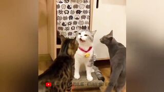 So funny cats compilation 2022 #26 || so funny cat videos ||