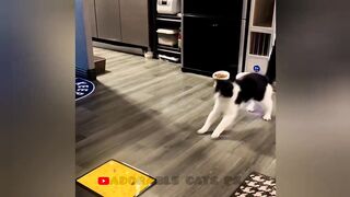 So funny cats compilation 2022 #26 || so funny cat videos ||