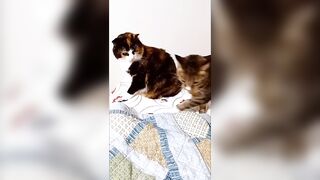 Cat Fight Compilation - Brother vs Sister