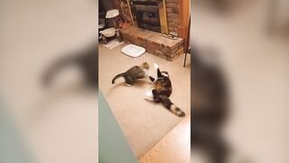 Cat Fight Compilation - Brother vs Sister