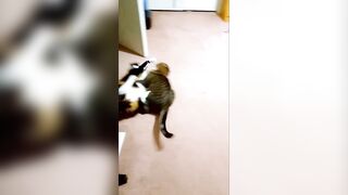 Cat Fight Compilation - Brother vs Sister