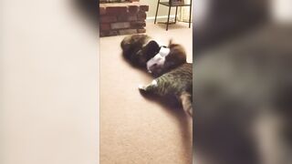 Cat Fight Compilation - Brother vs Sister