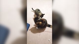 Cat Fight Compilation - Brother vs Sister