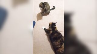Cat Fight Compilation - Brother vs Sister