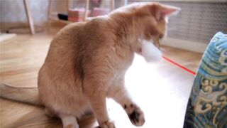 British shorthair cat funny playing favourite toy