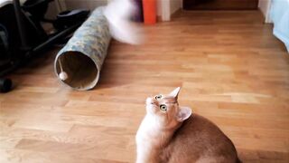 British shorthair cat funny playing favourite toy