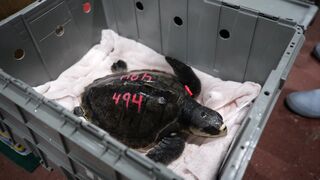 Cold-stunned turtles travel from New England to Florida for care