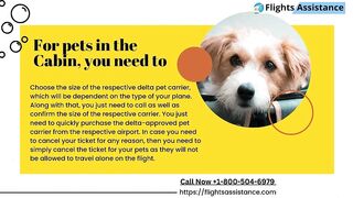 Delta Airlines Pet Travel Policy | Flights Assistance