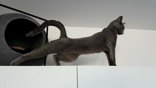 Ultimate compilation of stretching cats