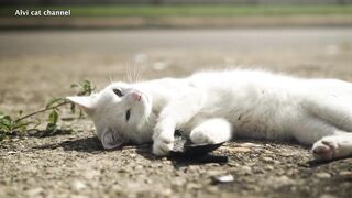 Ultimate compilation of stretching cats