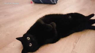 Ultimate compilation of stretching cats