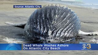 Dead whale washes ashore on Atlantic City beach