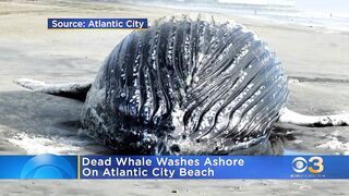 Dead whale washes ashore on Atlantic City beach