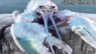 Funny meme’s compilation 2022