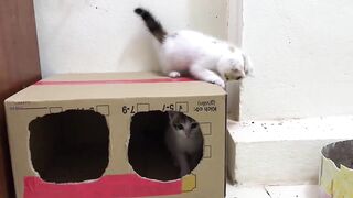 Cute Kittens - Funny and Cute Cat Videos Compilation 2023 #26