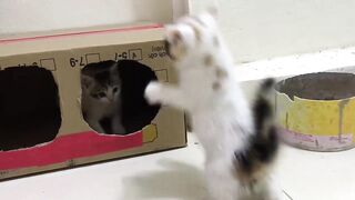 Cute Kittens - Funny and Cute Cat Videos Compilation 2023 #26