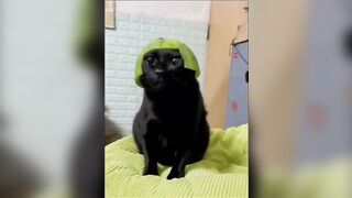 Cute And Funny Animals Compilation #7 #trending #funnyanimals #cat #dog #compilation #funnycatvideo