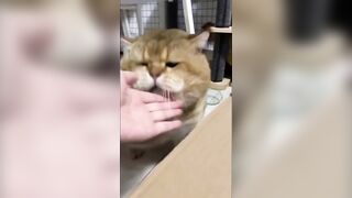 Cute And Funny Animals Compilation #7 #trending #funnyanimals #cat #dog #compilation #funnycatvideo