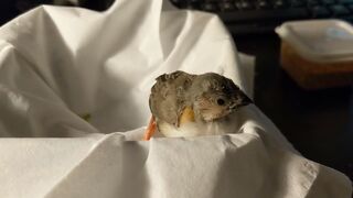 Baby zebra finch learning to eat on his own and stretching his wings