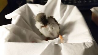 Baby zebra finch learning to eat on his own and stretching his wings